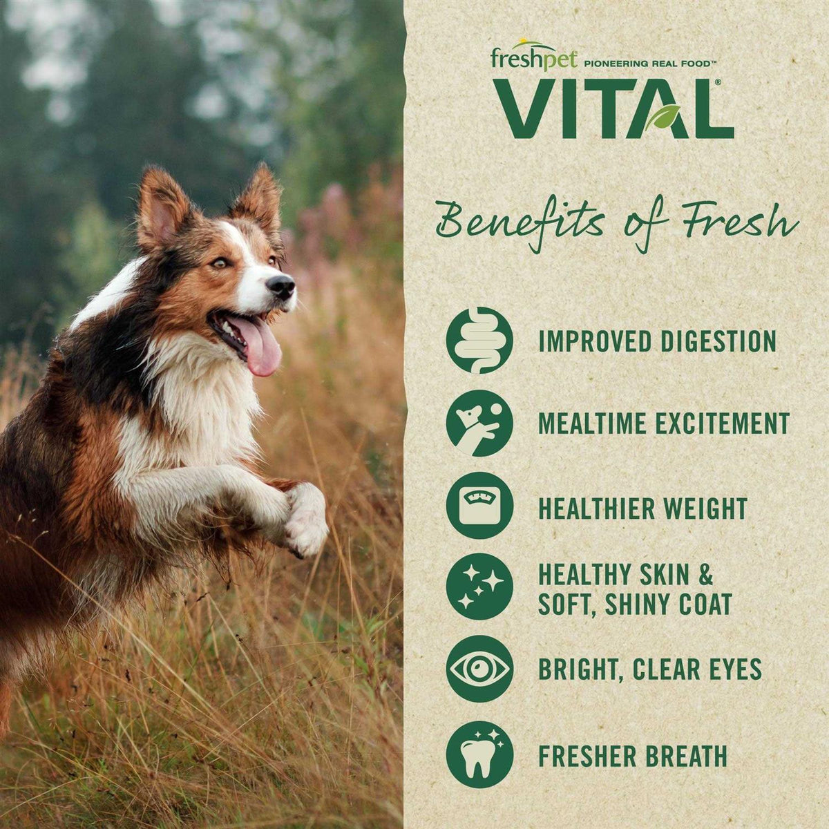 Grain-Free Beef & Bison Fresh Dog Food H585690