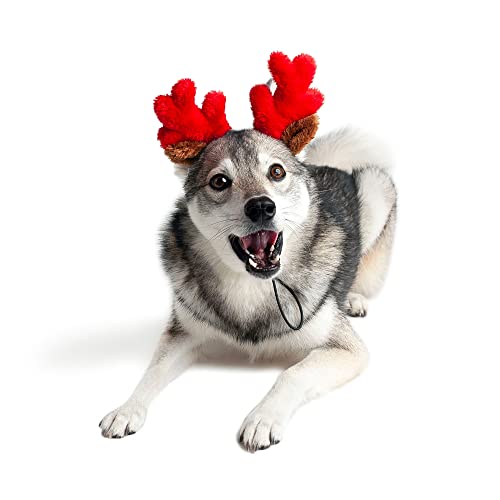 Christmas Reindeer Small Dog Antlers A441138
