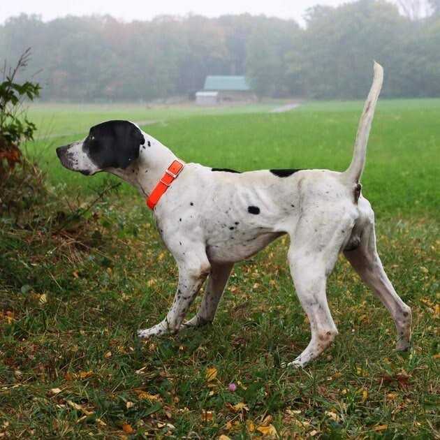 Waterproof Dog Collar D7220