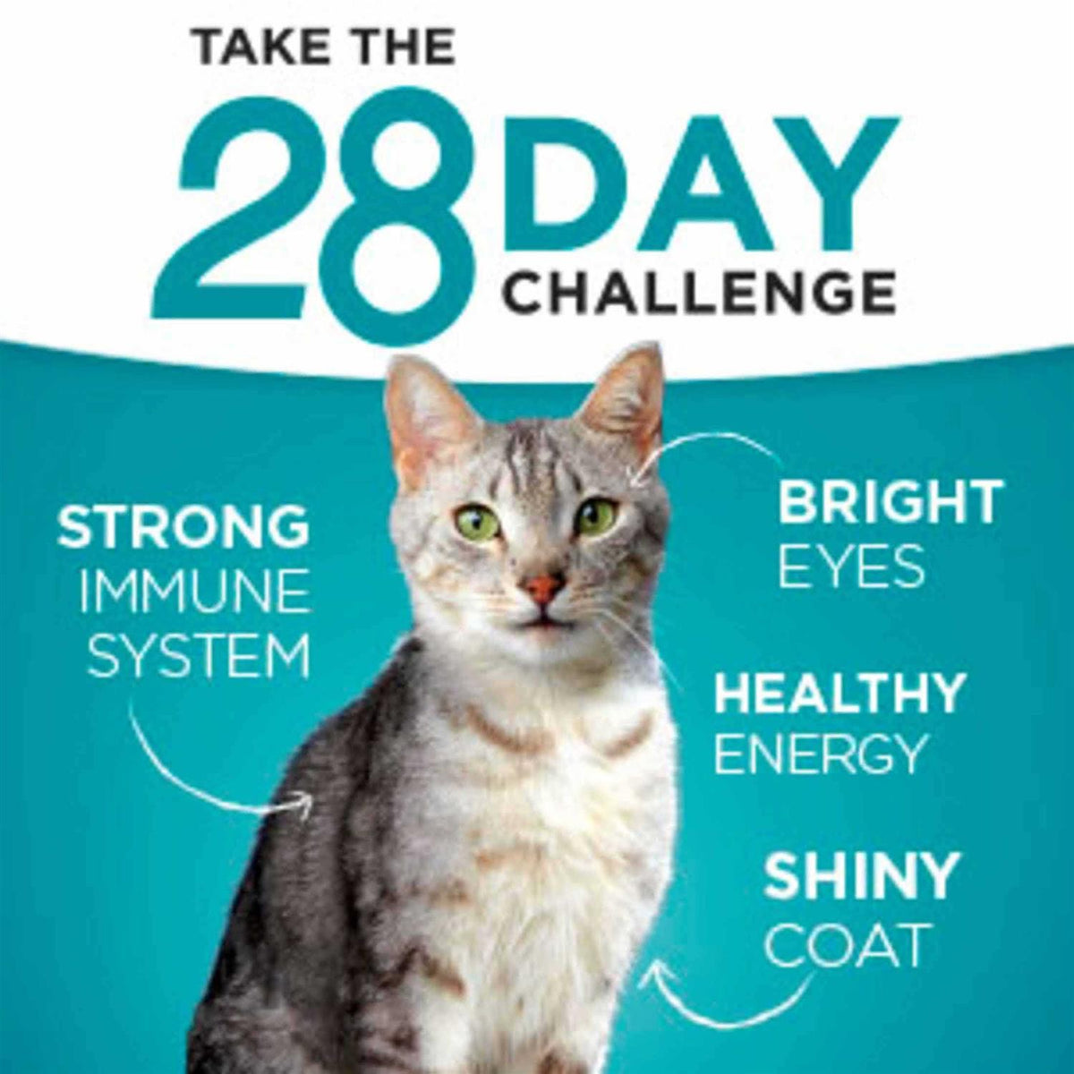 Indoor Advantage Natural Cat Food Ocean Whitefish & Rice V47513