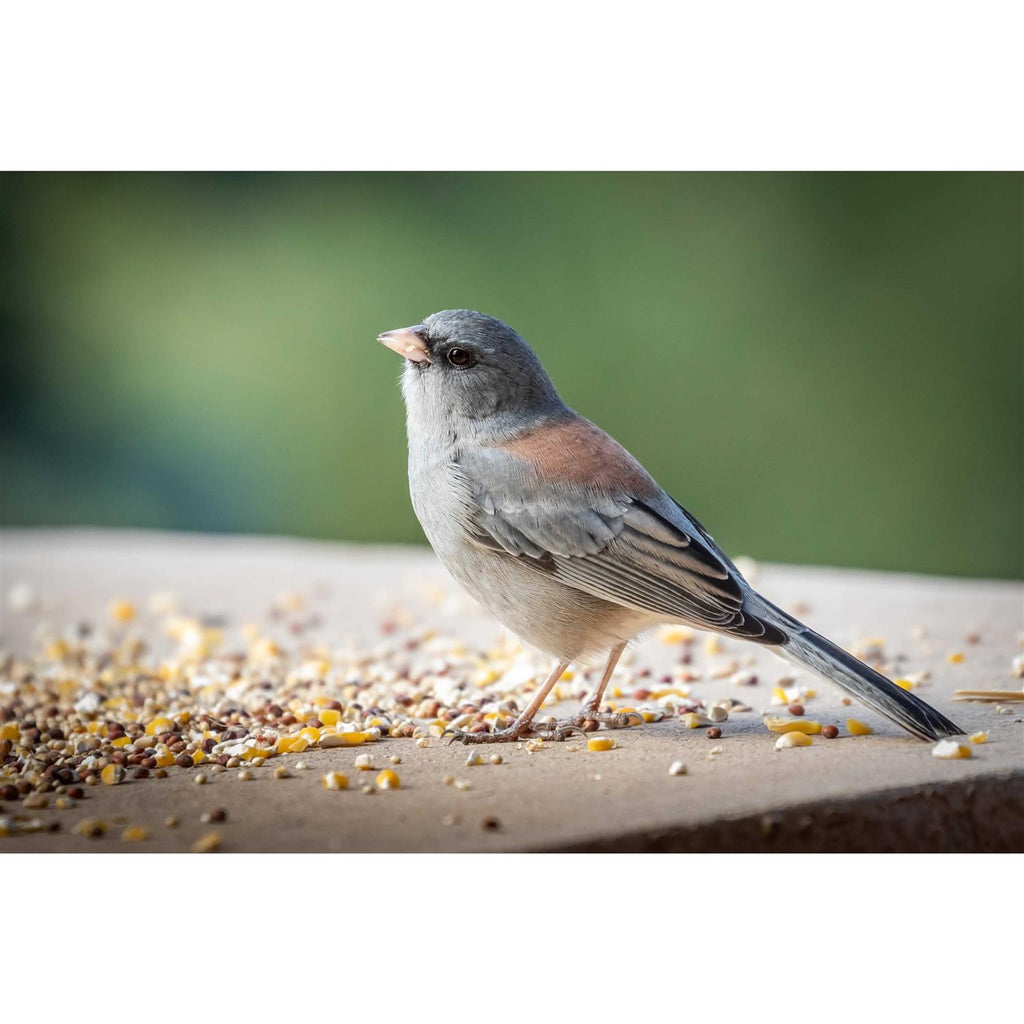 Nyjer Thistle Seed L748224